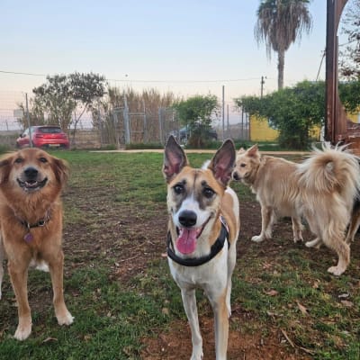 כלבים משחקים בחצר עם דשא ועצים ברקע