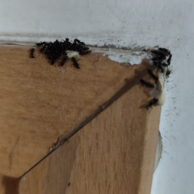 נמלים על פינה של קיר ועץ עם חומר לבן