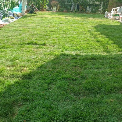 דשא ירוק עם עצים מסביב ואדם עובד בגינה