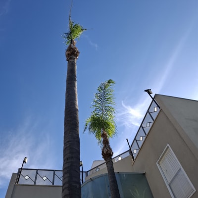 שני עצי דקל גבוהים עם עלים גזומים