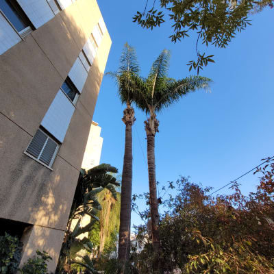 שני עצי דקל גזומים לצד בניין