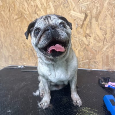 כלב יושב על שולחן טיפוח עם כלי עבודה ברקע