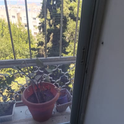 עציץ על אדן חלון עם סורגי אלומיניום