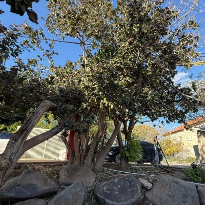 עץ עם עלים ירוקים ואבנים מסביב