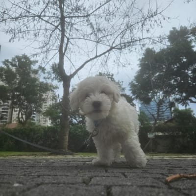 כלב קטן עם רצועה על רקע עצים