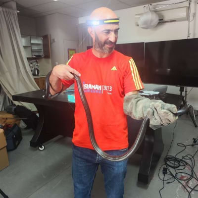 אדם מחזיק נחש עם כפפות מגן