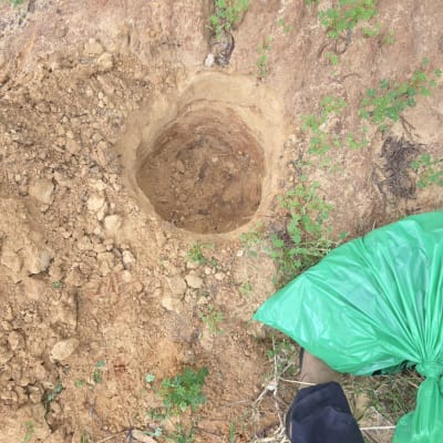 חפירה באדמה עם שקית ירוקה, ייתכן קשור להדברה