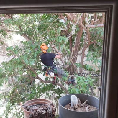 אדם עם קסדה גוזם עץ עם מסור