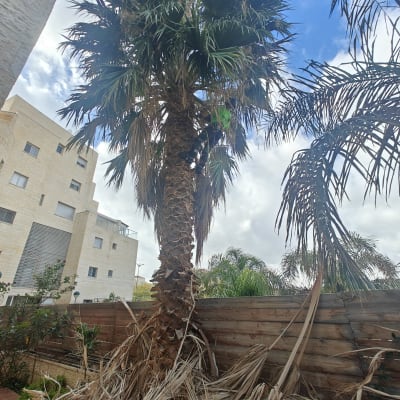 אדם גוזם עץ דקל גבוה עם עלים יבשים