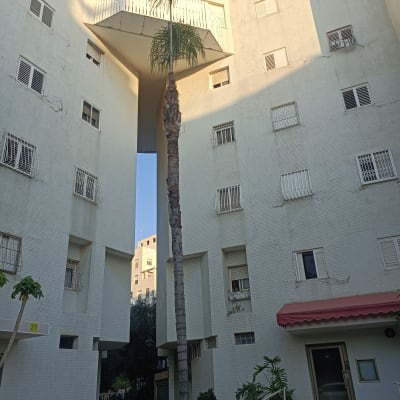 עץ דקל גבוה בין בניינים, ללא פעולת גיזום נראית