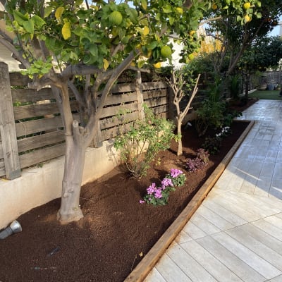 עץ לימון ופרחים בגינה מטופחת