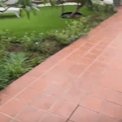 שביל מרוצף עם צמחייה ועצים בגינה