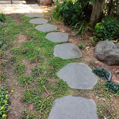שביל אבנים בגינה עם צמחייה מסביב