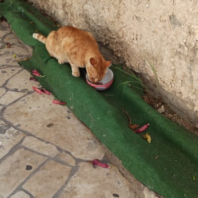 חתול כתום שותה מקערה על דשא מלאכותי