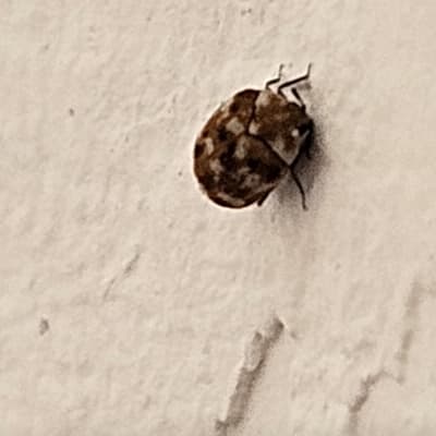 חיפושית קטנה על קיר לבן