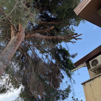 עץ גזום ליד בניין עם שמיים כחולים