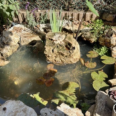 בריכת נוי עם צמחים ואבנים מסביב