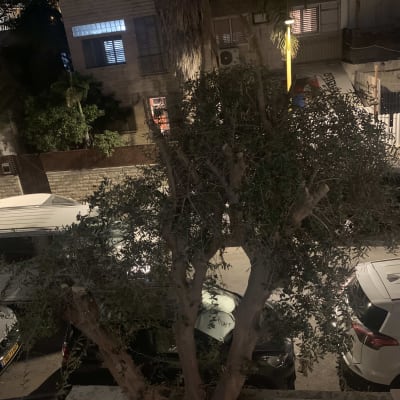 עץ עם ענפים גזומים בחצר עירונית בלילה