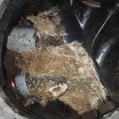 צינור ביוב סתום עם שורשים ולכלוך