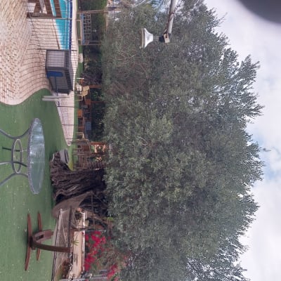 עץ גדול ליד בריכה בגינה מטופחת