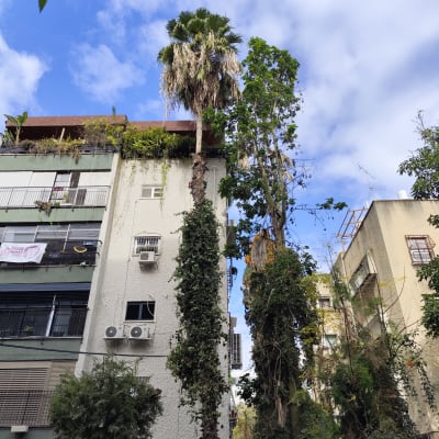 עצים גבוהים ליד בניין, מתאים לגיזום