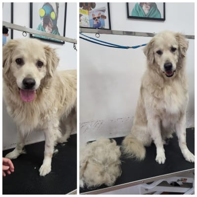 כלב על שולחן טיפוח עם פרווה גזוזה