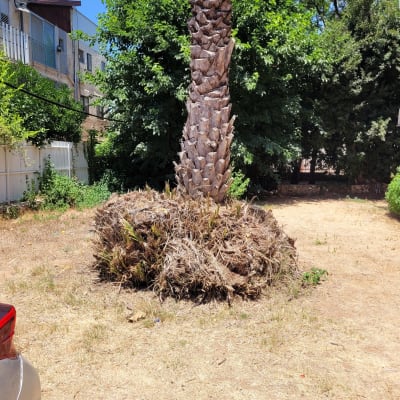 עץ דקל גזום עם עלים יבשים על הקרקע