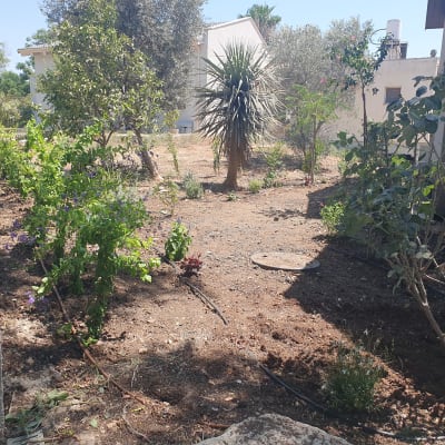 גינה עם צמחים ועצים, שביל בטון בצד