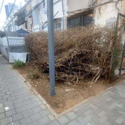 ערימת ענפים גזומים ליד שביל מרוצף