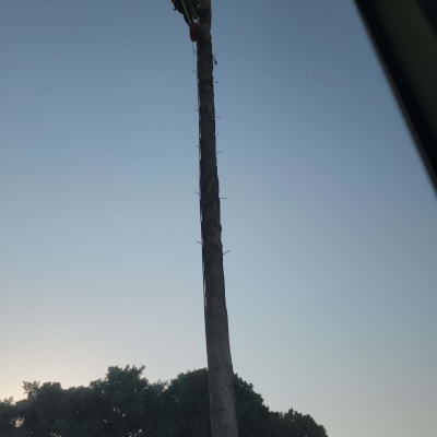 אדם מטפס על עץ גבוה לצורך גיזום