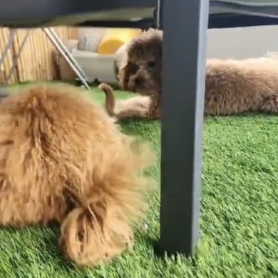 שני כלבים על דשא מלאכותי מתחת לשולחן