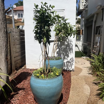 עציצים כחולים עם צמחים ופרחים צהובים