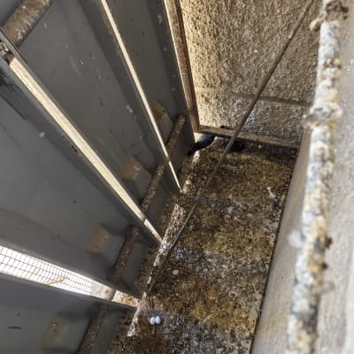 ביצי יונים על אדן חלון עם לכלוך