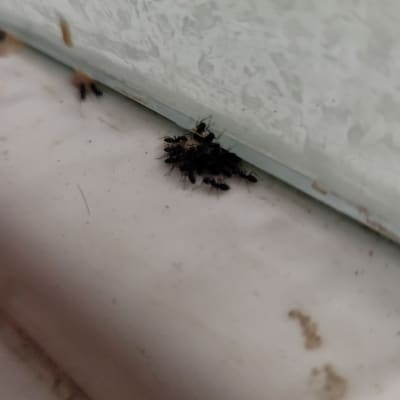 קבוצת נמלים על אדן חלון לבן