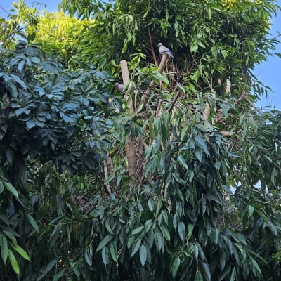 עץ גזום עם ענפים חתוכים ויונים עליהם