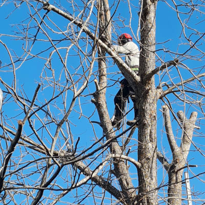 גיזום עצים בגובה