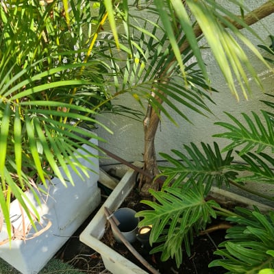 צינור חשמל ופרוז