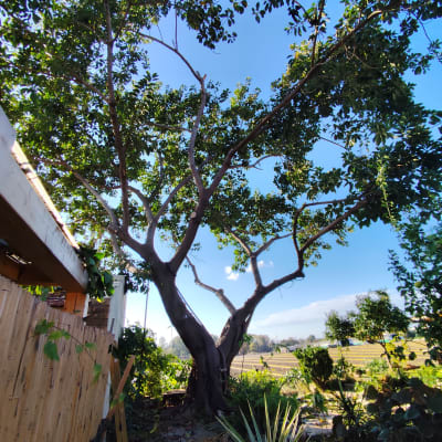 עץ גדול עם עלים ירוקים בשטח פתוח