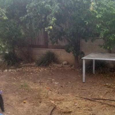 עץ עם פירות, שולחן בגינה, כיסאות פלסטיק