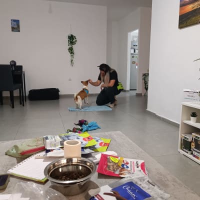 אישה מאמנת כלב קטן עם חטיפים על שטיח