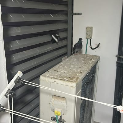 יונה על מזגן מלוכלך בצואה