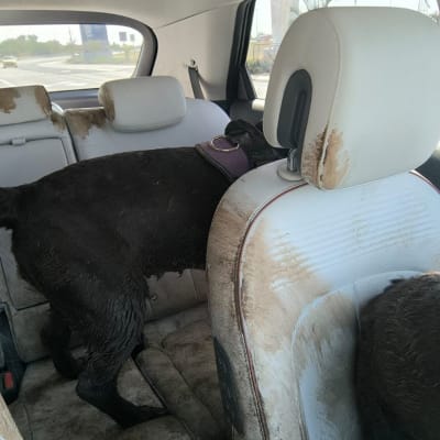 מושבים מלוכלכים ברכב עם כלב רטוב