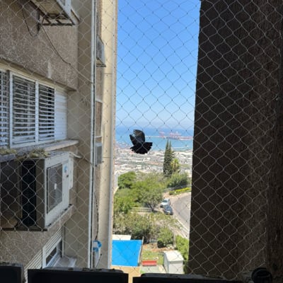 רשת למניעת כניסת יונים על חלון בניין