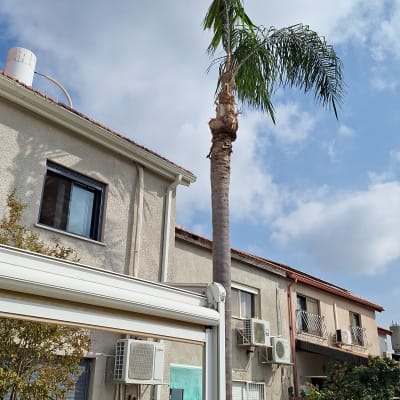 עץ דקל גזום עם ענפים חתוכים