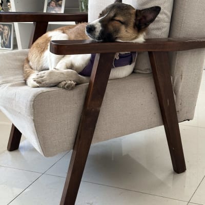 כלב ישן על כורסה עם רתמה סגולה