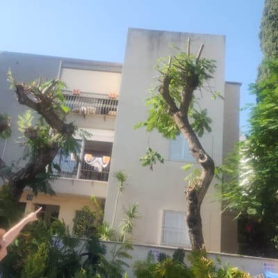 עצים גזומים עם ענפים קצוצים בחצר בניין