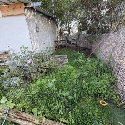 גינה עם צמחים וגדר עץ, עצים ברקע