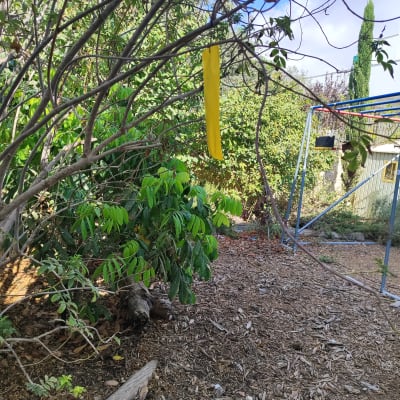 רצועת דבק צהובה תלויה על עץ בגינה