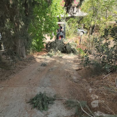 אדם על טרקטור עם ענפים גזומים בדרך