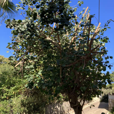 עץ גזום עם ענפים חתוכים ועלים ירוקים